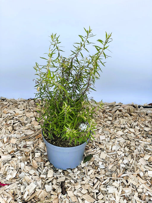 Weiße Rispenspiere Spiraea Cinerea Greifsheim mit schmalen grünen Blättern in grauem Topf auf Holzspänen vor blauem Hintergrund.