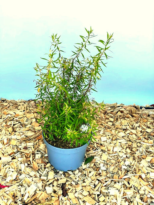 Weiße Rispenspiere Spiraea Cinerea Greifsheim mit schmalen grünen Blättern in grauem Topf auf Holzspänen vor blauem Hintergrund.