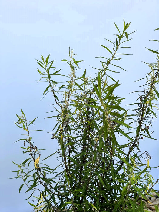 Weiße Rispenspiere Spiraea Cinerea Greifsheim