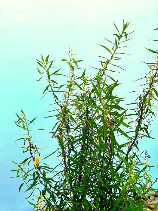 Weiße Rispenspiere Spiraea Cinerea Greifsheim