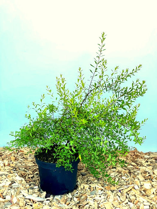 Winter-Heckenkirsche - Topf-/Containerpflanzen