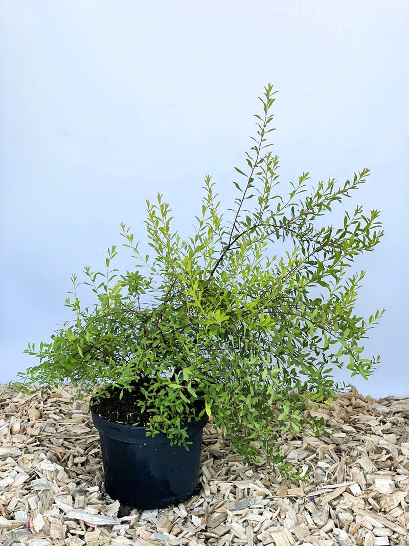 Winter Heckenkirsche vor weißer Wand