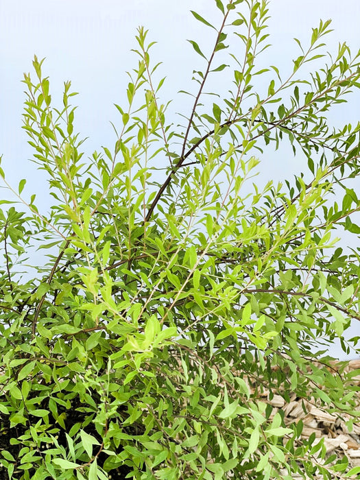 Winter-Heckenkirsche - Topf-/Containerpflanzen