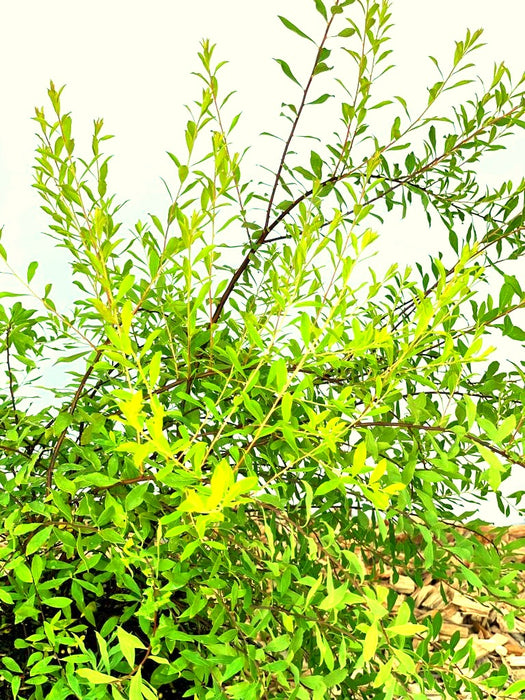 Winter-Heckenkirsche - Topf-/Containerpflanzen