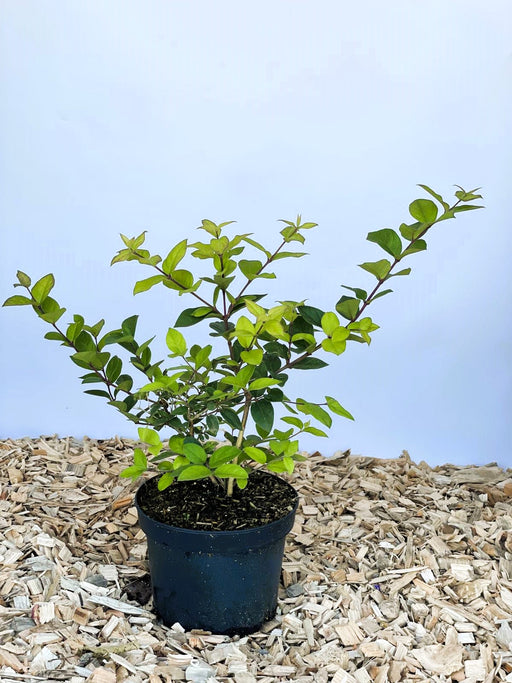 Winter Heckenkirsche Lonicera purpusii Winter Beauty mit grünen Blättern in schwarzem Topf auf Holzspänen vor blauem Hintergrund.