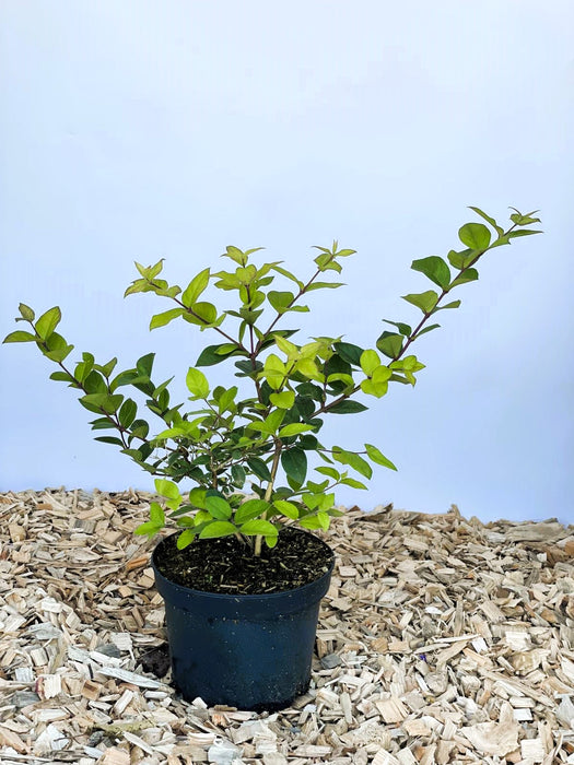 Winter Heckenkirsche Lonicera purpusii Winter Beauty mit grünen Blättern in schwarzem Topf auf Holzspänen vor blauem Hintergrund.