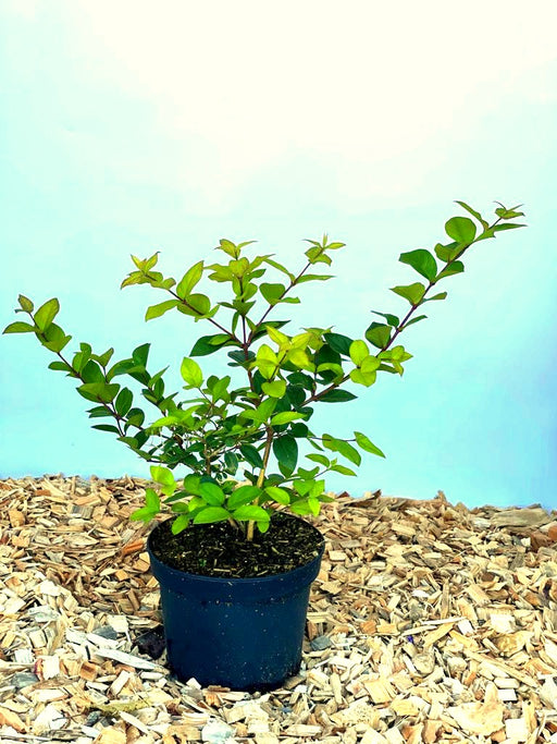 Winter Heckenkirsche Lonicera purpusii Winter Beauty mit grünen Blättern in schwarzem Topf auf Holzspänen vor blauem Hintergrund.
