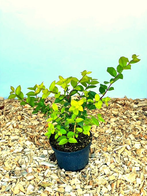 Winter Heckenkirsche Lonicera purpusii Winter Beauty mit grünen Blättern in schwarzem Topf auf Holzspänen vor blauem Hintergrund.