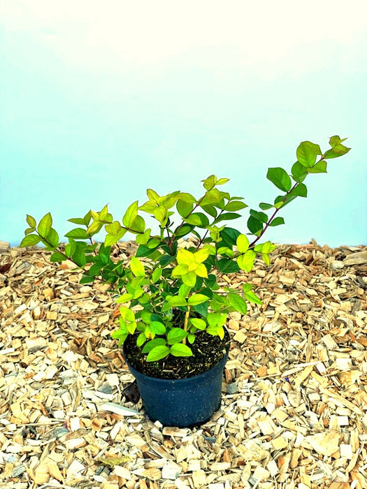 Winter Heckenkirsche Lonicera purpusii Winter Beauty mit grünen Blättern in schwarzem Topf auf Holzspänen vor blauem Hintergrund.