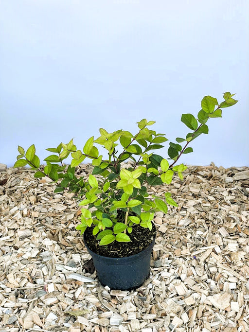 Winter Heckenkirsche Lonicera purpusii Winter Beauty mit grünen Blättern in schwarzem Topf auf Holzspänen vor blauem Hintergrund.