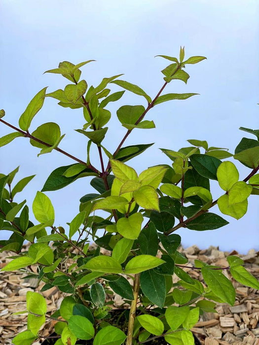 Winter Heckenkirsche Lonicera purpusii Winter Beauty mit grünen Blättern vor hellem Himmel und Holzmulchboden.