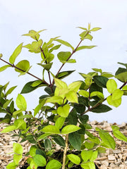 Winter Heckenkirsche Lonicera purpusii Winter Beauty mit grünen Blättern vor hellem Himmel und Holzmulchboden.