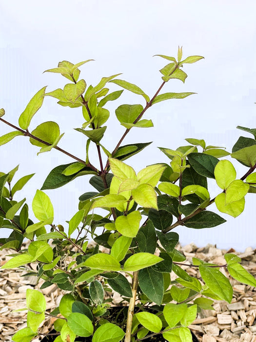 Winter Heckenkirsche Lonicera purpusii Winter Beauty mit grünen Blättern vor hellem Himmel und Holzmulchboden.
