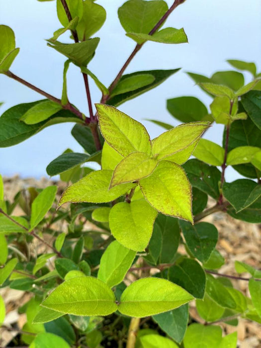 Winter Heckenkirsche Lonicera purpusii Winter Beauty mit hellgrünen Blättern und roten Stängeln vor hellem Himmel und Mulchboden.