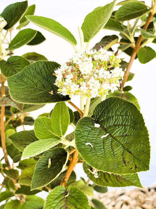 Wolliger Schneeball Viburnum Lantana mit weißen Blüten und großen, grünen, leicht behaarten Blättern vor hellem Hintergrund.