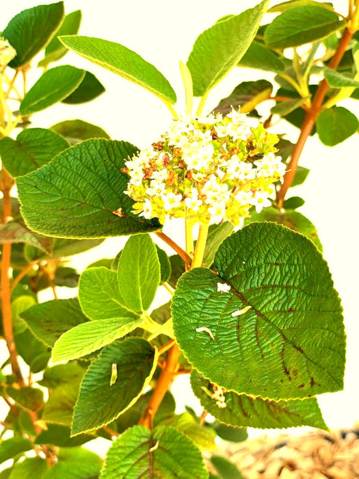 Wolliger Schneeball Viburnum Lantana mit weißen Blüten und großen, grünen, leicht behaarten Blättern vor hellem Hintergrund.
