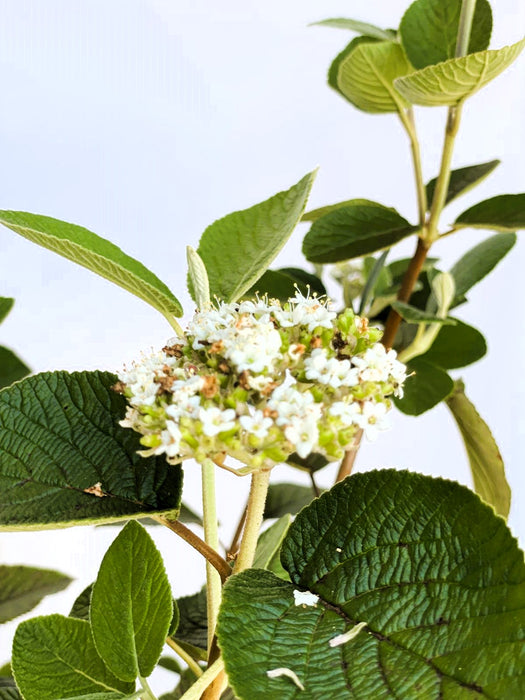 Wolliger Schneeball Viburnum Lantana mit weißen Blüten und großen grünen Blättern vor blauem Himmel.
