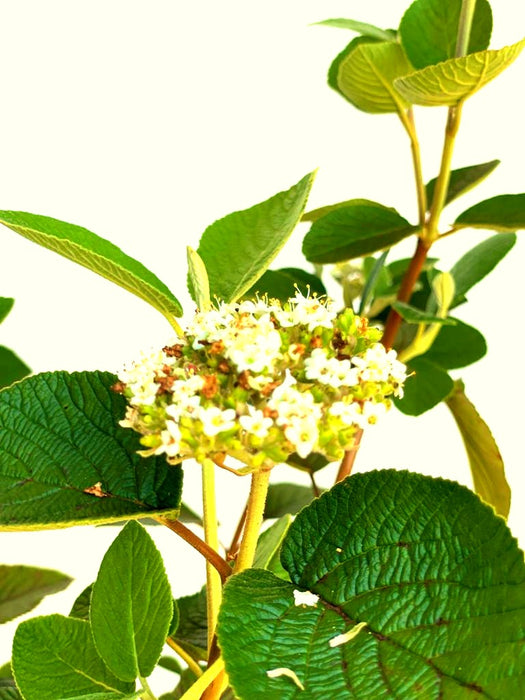 Wolliger Schneeball Viburnum Lantana mit weißen Blüten und großen grünen Blättern vor blauem Himmel.