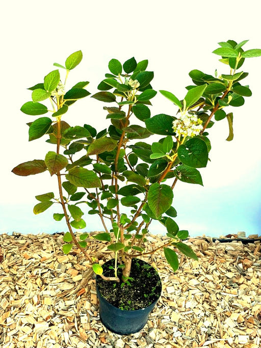 Wolliger Schneeball Viburnum Lantana mit grünen Blättern und kleinen weißen Blüten in schwarzem Topf auf Holzspänen.