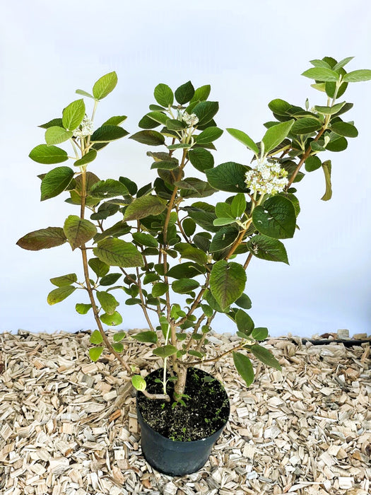 Wolliger Schneeball Viburnum Lantana mit grünen Blättern und kleinen weißen Blüten in schwarzem Topf auf Holzspänen.