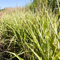 Zebra-Chinaschilf Miscanthus sinensis Zebrinus mit grünen, gelb gestreiften Blättern und rosa Blüten vor blauem Himmel.