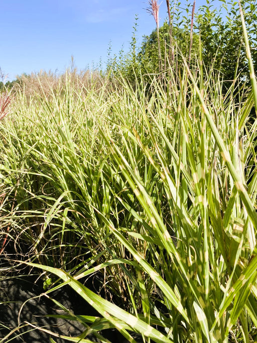 Zebra-Chinaschilf Miscanthus sinensis Zebrinus mit grünen, gelb gestreiften Blättern und rosa Blüten vor blauem Himmel.