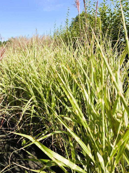 Zebra-Chinaschilf Miscanthus sinensis Zebrinus mit grünen, gelb gestreiften Blättern und rosa Blüten vor blauem Himmel.