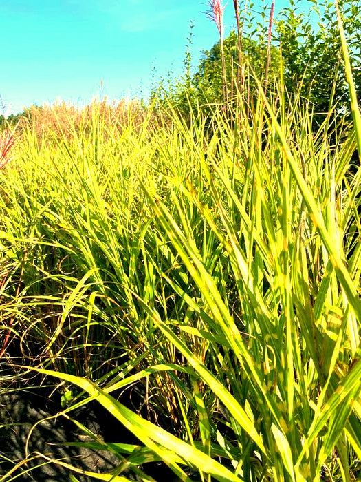 Zebra-Chinaschilf Miscanthus sinensis Zebrinus mit grünen, gelb gestreiften Blättern und rosa Blüten vor blauem Himmel.