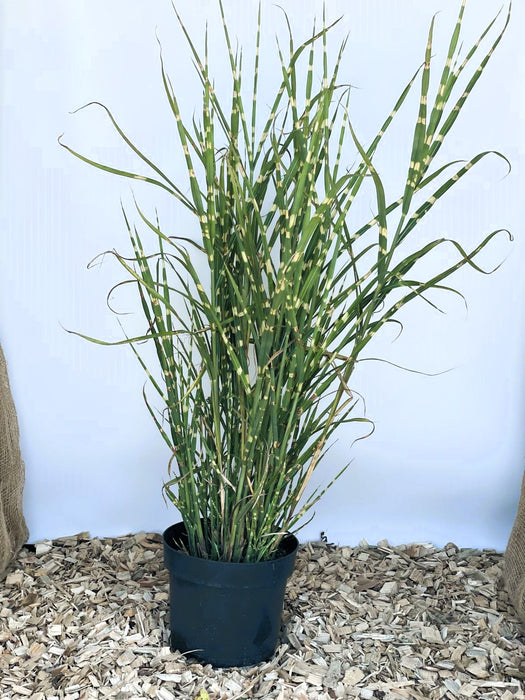 Zebra-Chinaschilf Miscanthus sinensis Zebrinus mit grünen, gestreiften Blättern in schwarzem Topf auf Holzspänen vor hellem Hintergrund.