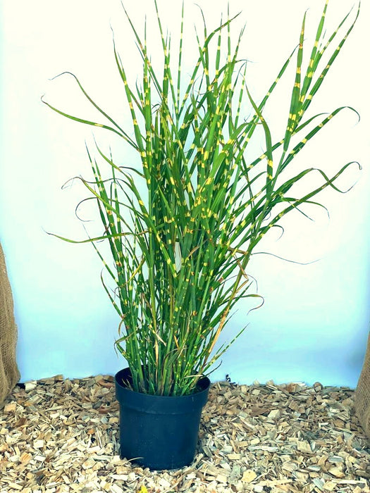 Zebra-Chinaschilf Miscanthus sinensis Zebrinus mit grünen, gestreiften Blättern in schwarzem Topf auf Holzspänen vor hellem Hintergrund.
