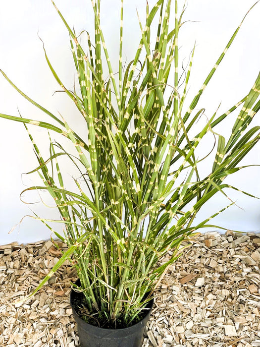 Zebra-Chinaschilf Miscanthus sinensis Zebrinus mit grünen, gestreiften Blättern in schwarzem Topf auf Holzspänen.