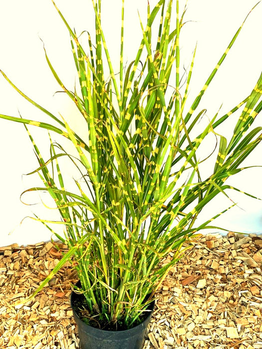 Zebra-Chinaschilf Miscanthus sinensis Zebrinus mit grünen, gestreiften Blättern in schwarzem Topf auf Holzspänen.