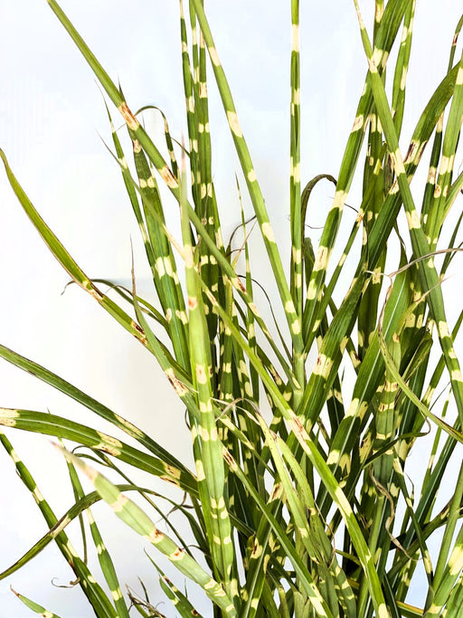 Grüne, schmale Blätter mit gelben Querstreifen des Zebra-Chinaschilf Miscanthus sinensis Zebrinus vor hellem Hintergrund.