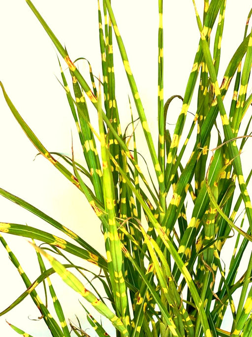 Grüne, schmale Blätter mit gelben Querstreifen des Zebra-Chinaschilf Miscanthus sinensis Zebrinus vor hellem Hintergrund.