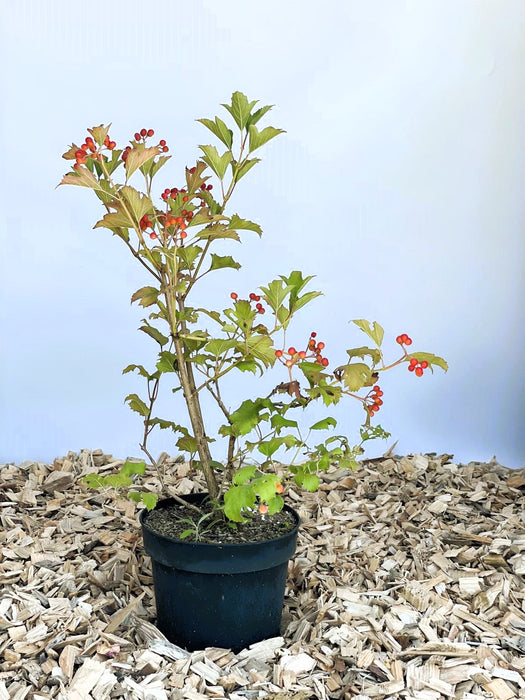 Zwergschneeball im Topf vor weißer Wand