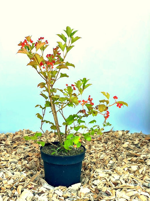 Zwerg-Schneeball 'Compactum' - Topf-/Containerpflanzen