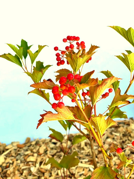 Zwerg-Schneeball 'Compactum' - Topf-/Containerpflanzen