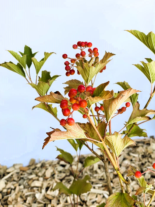 Zwergschneeball Compactum mit Früchten in Nahaufnahme