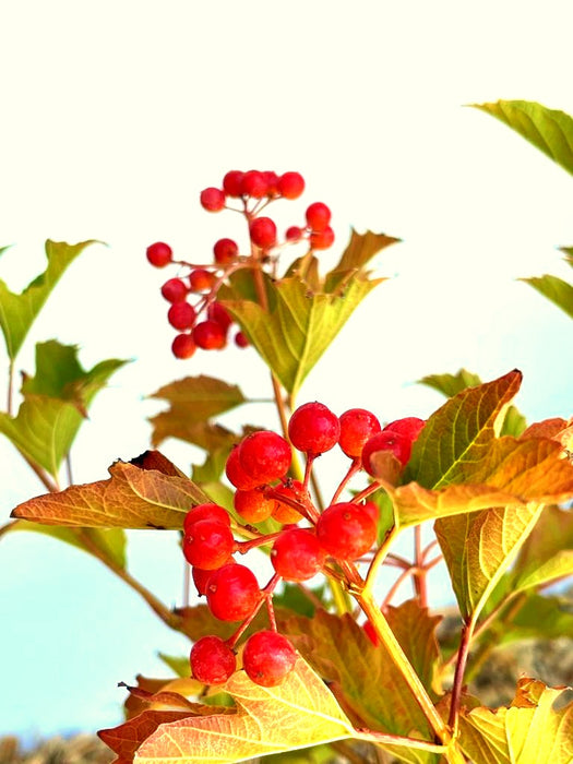 Zwerg-Schneeball 'Compactum' - Topf-/Containerpflanzen