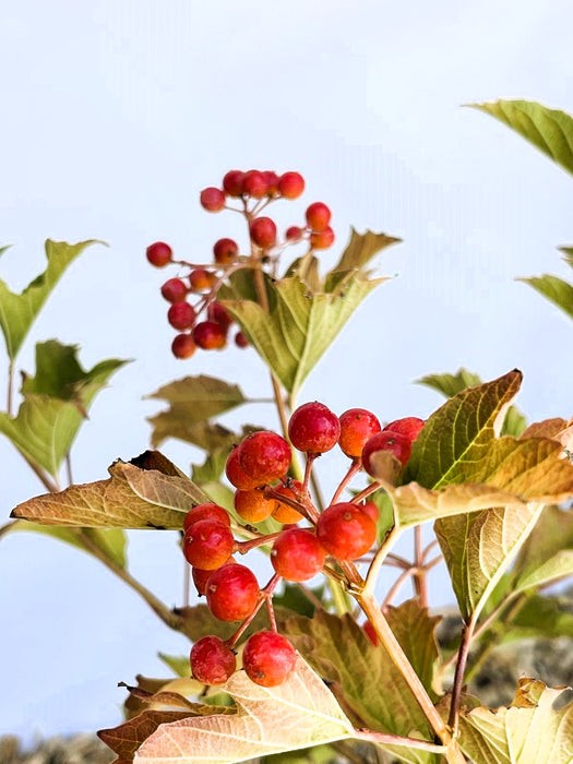 Früchte vom Zwergschneeball