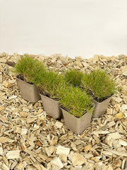 5 Mal kleines Bärenfellgras im Topf auf Holzspänen