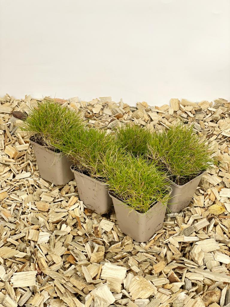 5 Mal kleines Bärenfellgras im Topf auf Holzspänen