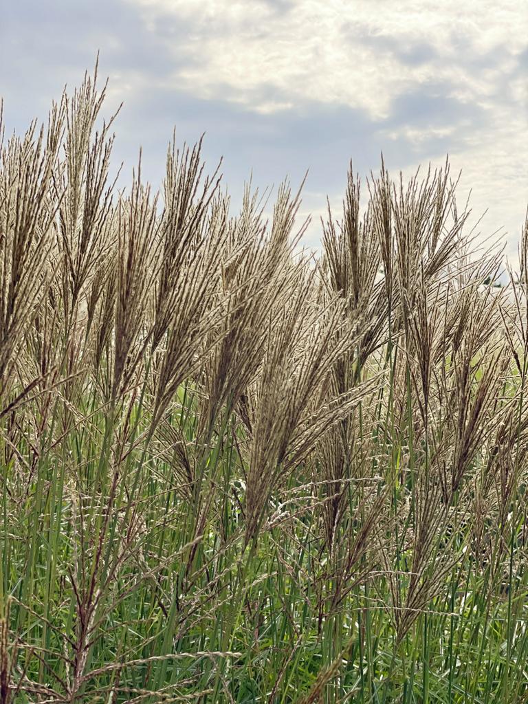 Bräunliche Rispen und grünes Laub des CHinaschilfs Ferner Osten vor blauem Himmel
