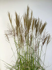 Halme einer Chinaschilf Pflanze mit bröunlichen Rispen und grünen Blättern vor weißer Wand