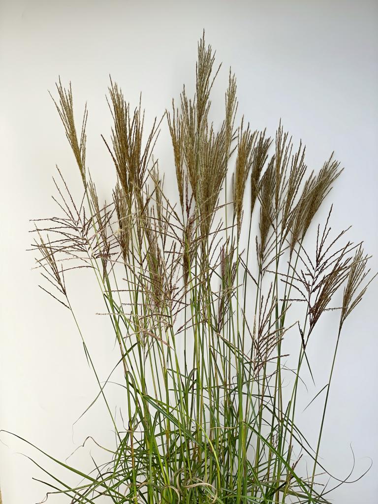 Halme einer Chinaschilf Pflanze mit bröunlichen Rispen und grünen Blättern vor weißer Wand