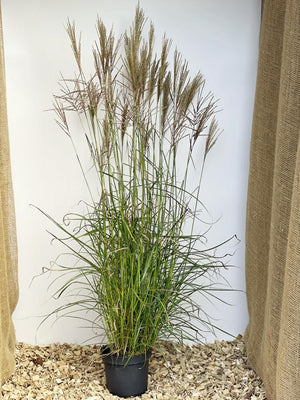 Chinaschilf 'Ferner Osten' - Topf/Containerpflanze