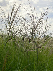 Grüne Blätter und bräunliche Rispen des CHinaschilfs Flamingo vor Himmel