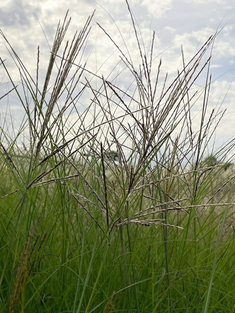 Grüne Blätter und bräunliche Rispen des Chinaschilfs Flamingo vor Himmel