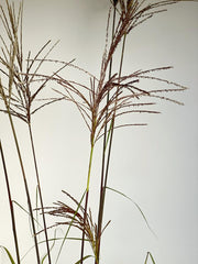 Rotbraune Ähren und grüne Halme des Chinaschilfs Flamingo vor weißem Hintergrund in Nahaufnahme