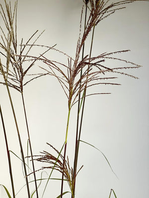 Chinaschilf 'Flamingo' - Topf/Containerpflanze